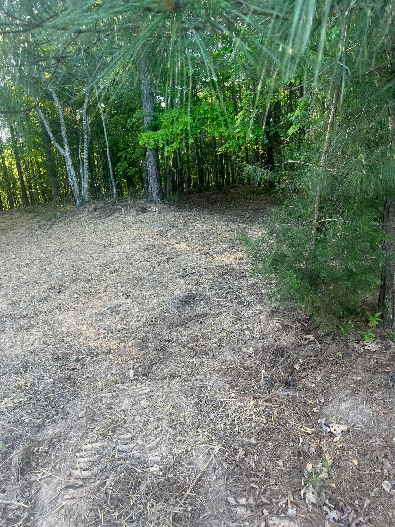 Land clearing project